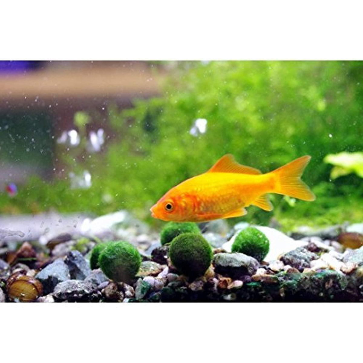 6 Nano Goldfish Moss Balls - 0.6” Marimos for Community Fish Tanks - L ...